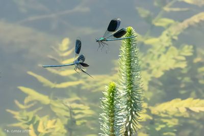 Dragonflies
