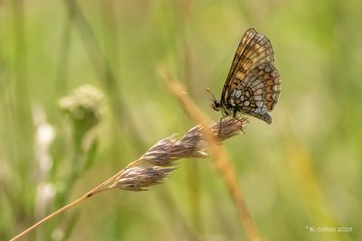 Vossen / Nymphalidae