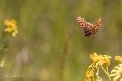 Steppeparelmoervlinder - Nickerl's fritillary - Mellicta aurelia