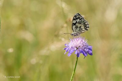 Dambordje - Marbled white - Melanargia galathea