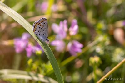 Kroonkruidblauwtje - Reverdin's blue - Plebejus argyrognomon