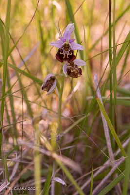 Hommelorchis - Late spider orchid - Ophrys holoserica