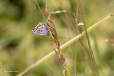 Kroonkruidblauwtje - Reverdin's blue - Plebejus argyrognomon