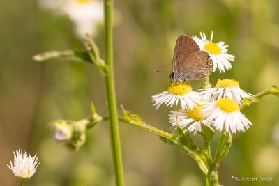 Kleine sleedoornpage - Sloe hairstreak - Satyrium acaciae