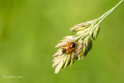 Rode halsbandwants - Red-spotted plant bug - Deraeocoris ruber