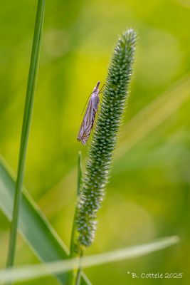 Vroege grasmot - Crambus lathoniellus