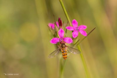 Snorzweefvlieg - Marmalade hoverfly - Episyrphus balteatus