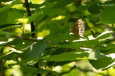 Boszandoog - Woodland brown - Lopinga achine