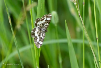 Bonte bandspanner - Small argent and sable - Epirrhoe tristata
