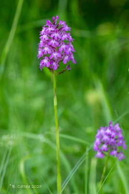 Hondskruid - Pyramidal orchid - Anacamptis pyramidalis