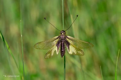Gewone vlinderhaft - Owly sulphur - Libelloides coccajus