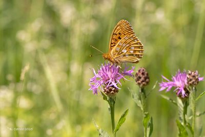 Grote parelmoervlinder - Dark green fritillary - Speyeria aglaja