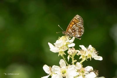 Bosparelmoervlinder - Heath fritillary - Mellicta athalia