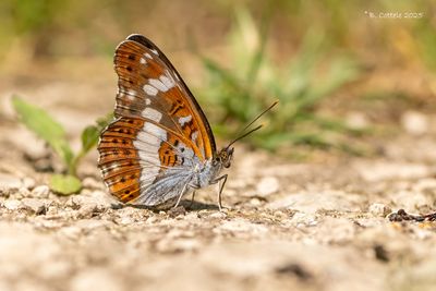 Kleine ijsvogelvlinder - White admiral - Limenitis camilla