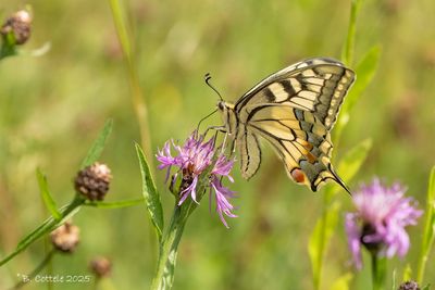 Grote Pages / Papilionidae
