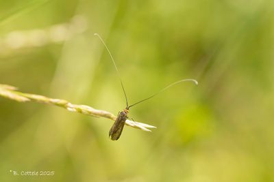 Gouden langsprietmot - Nemophora metallica