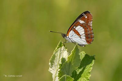 Vossen / Nymphalidae