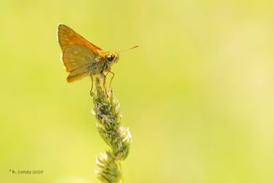 Groot dikkopje - Large skipper - Ochlodes sylvanus