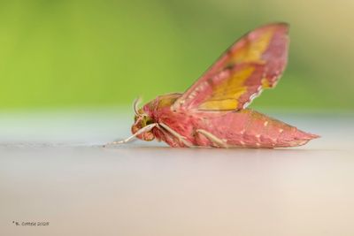 Pijlstaarten / Sphingidae