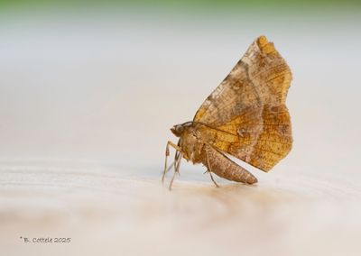 Herculesje - Early thorn - Selenia dentaria