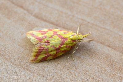 Grasmineermotten - Elachistidae