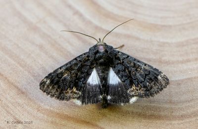 Spinneruilen / Erebidae