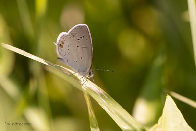 Blauwtjes, Kleine Pages en Vuurvlinders / Lycaenidae