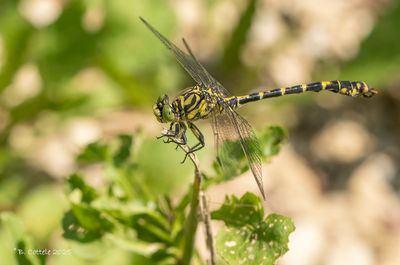 Dragonflies