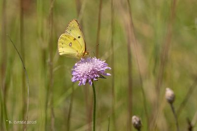 Zuidelijke luzernevlinder - Berger's clouded yellow - Colias alfacariensis