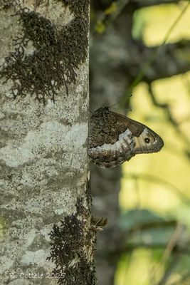 Kleine boswachter - Rock grayling - Hipparchia hermione
