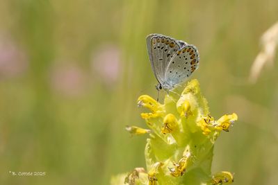 Kroonkruidblauwtje - Reverdin's blue - Plebejus argyrognomon