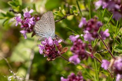 Blauwtjes, Kleine Pages en Vuurvlinders / Lycaenidae