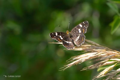 Vossen / Nymphalidae