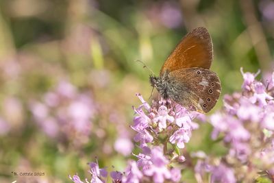 Vossen / Nymphalidae