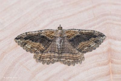 Wegedoornspanner - Dark umber - Philereme transversata