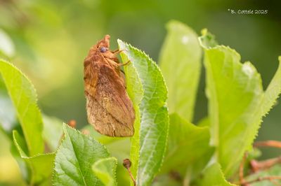 Spinners / Lasiocampidae