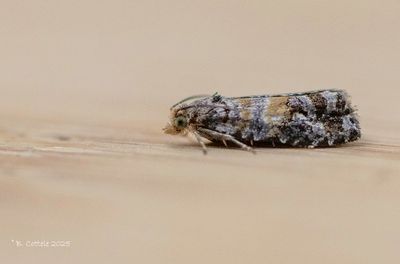 Leemvlekbladroller - Cymolomia hartigiana