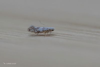 Noorse esdoornvouwmot - Phyllonorycter joannisi