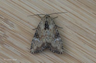Uilen / Noctuidae