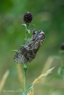Houtboorders / Cossidae