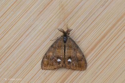 Spinneruilen / Erebidae