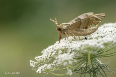 Lindepijlstaart - Lime hawk-moth - Mimas tiliae