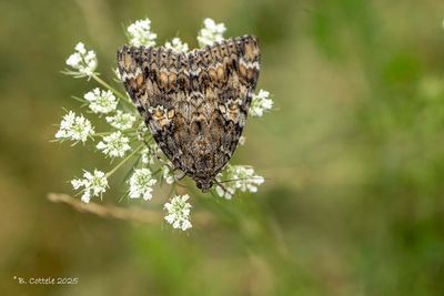 Karmozijnrood weeskind - Dark crimson underwing - Catocala sponsa