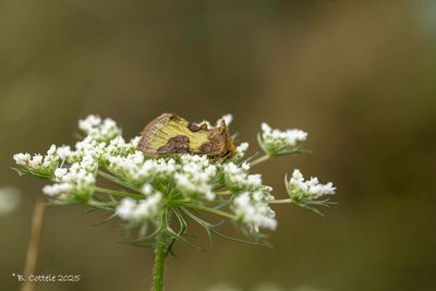 Koperuil - Burnished brass - Diachryisa chrysitis