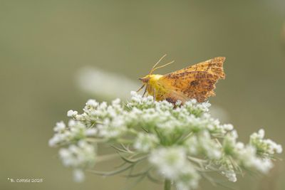 Geelschouderspanner - Canary-shouldered thorn - Ennomos alniaria