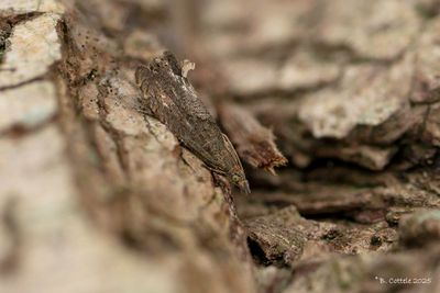Bladrollers - Tortricidae