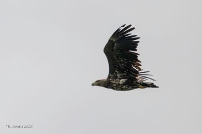 Zeearend - White-tailed Eagle