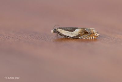 Bonte haakbladroller - Ancylis badiana