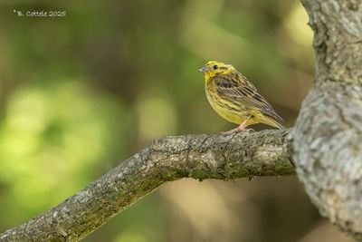 Geelgors - Yellowhammer