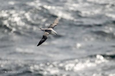 Noordse stormvogel - Northern fulmar - Fulmarus glacialis